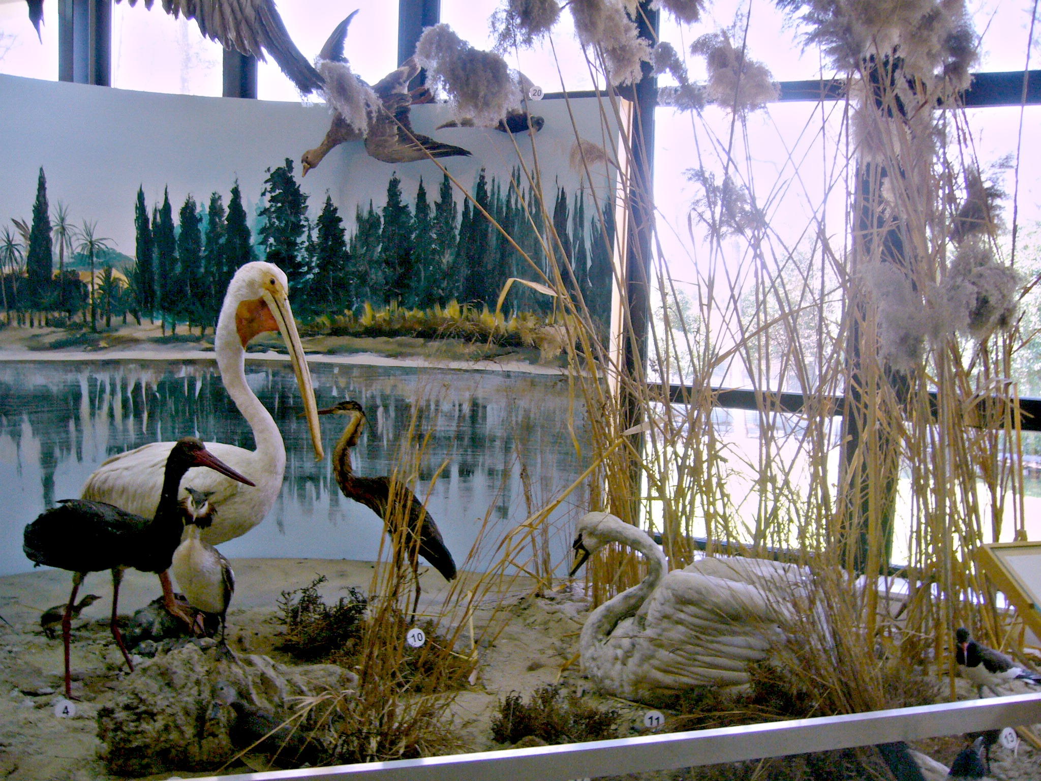 Museum_of_Natural_History_in_Nicosia_-_Waterbirds_by_the_salty_lake_near_Larnaca