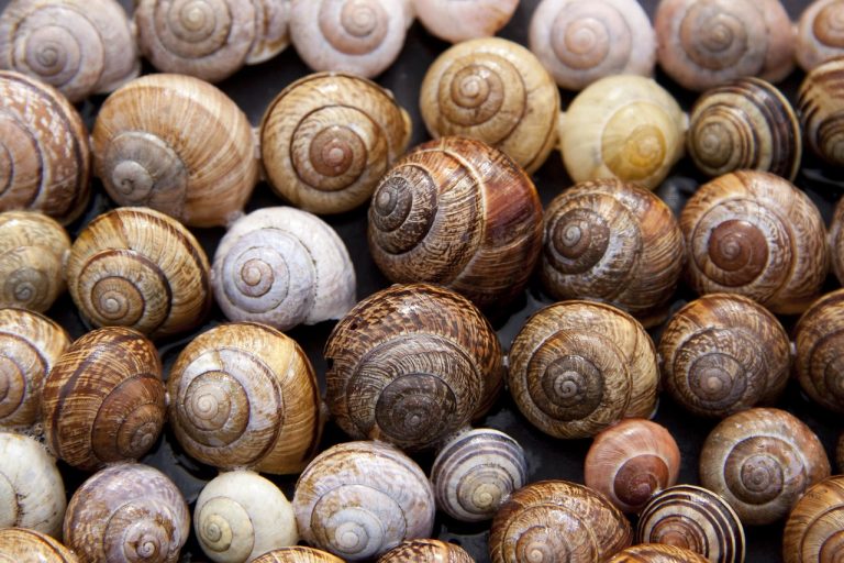 Snails: A special treat loved by Cypriots!
