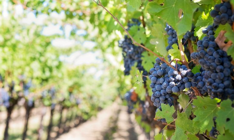 purple_grapes_vineyard