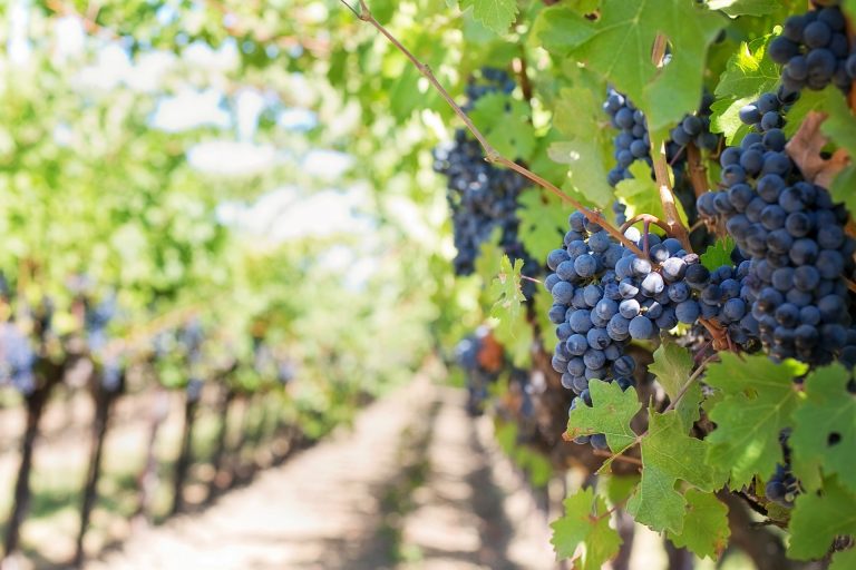 purple_grapes_vineyard