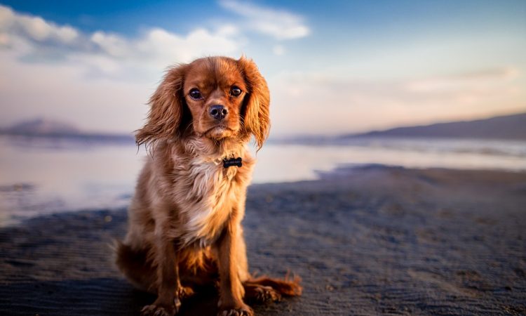 beaches_for_dogs