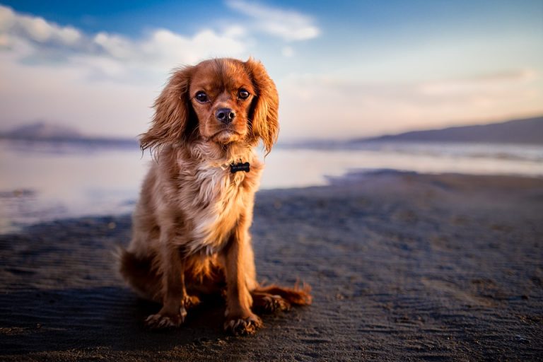 beaches_for_dogs