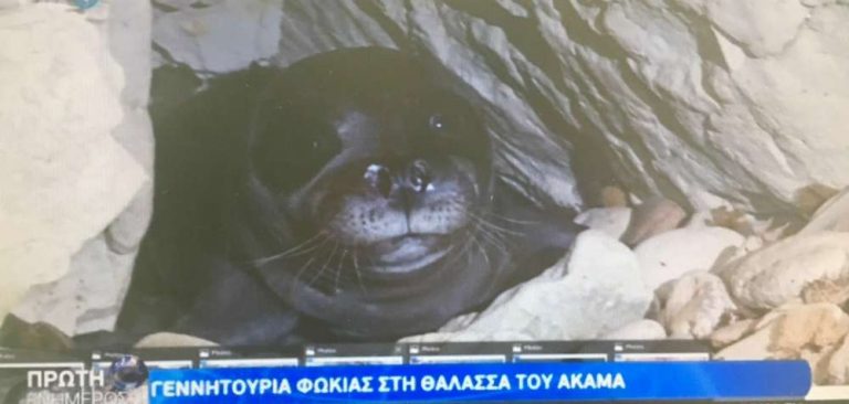 A beautiful baby seal called ‘Aphrodite’ is born in Akamas!