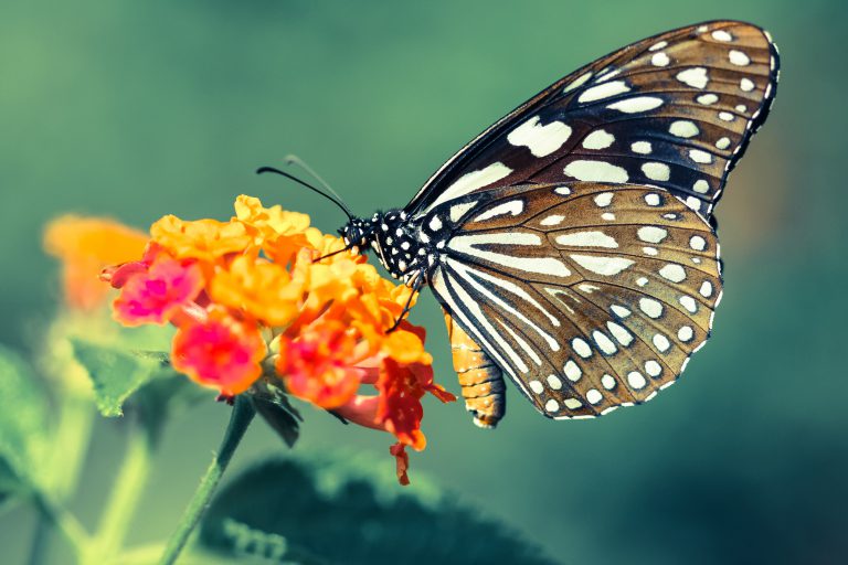 Wow! Billions of butterflies paying a visit to Cyprus, what do experts say? (VIDEO)