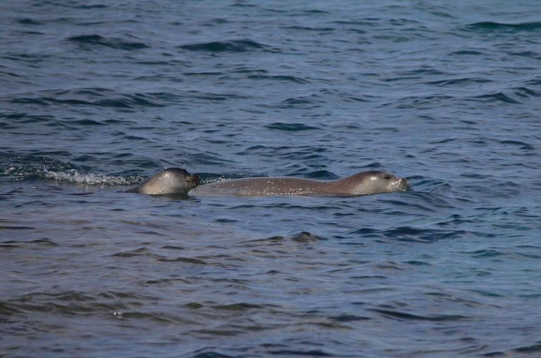 Baby seal “Aphrodite” swimming with her mother in Akamas! (Amazing pictures)