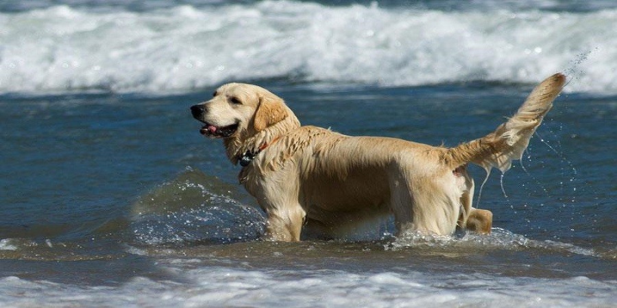 Seven beaches in Cyprus announced as dog friendly!