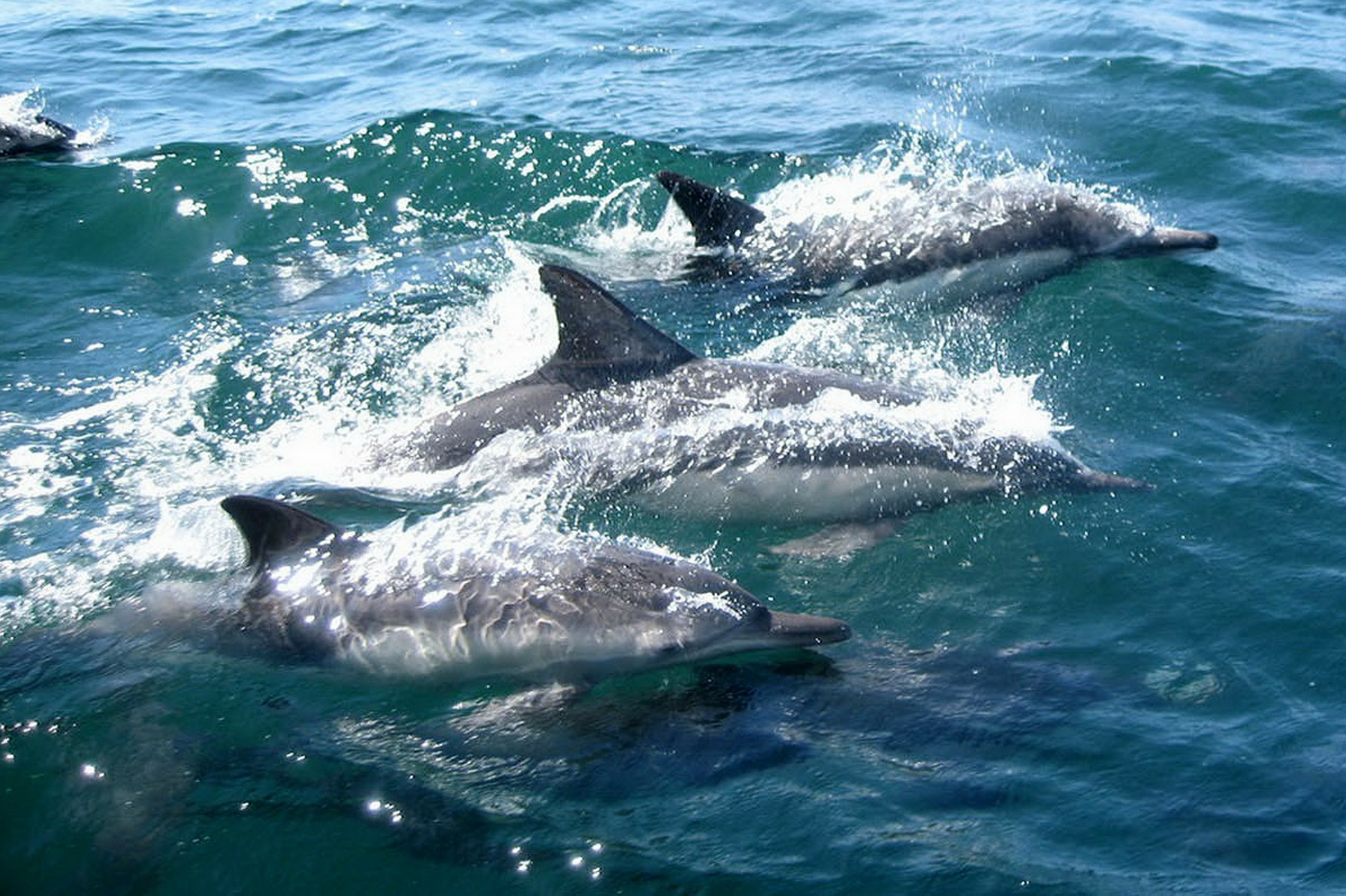 Incredible video! Dolphins spotted in Protaras!