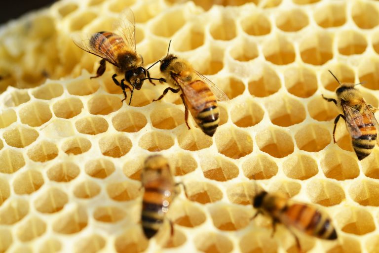 honey