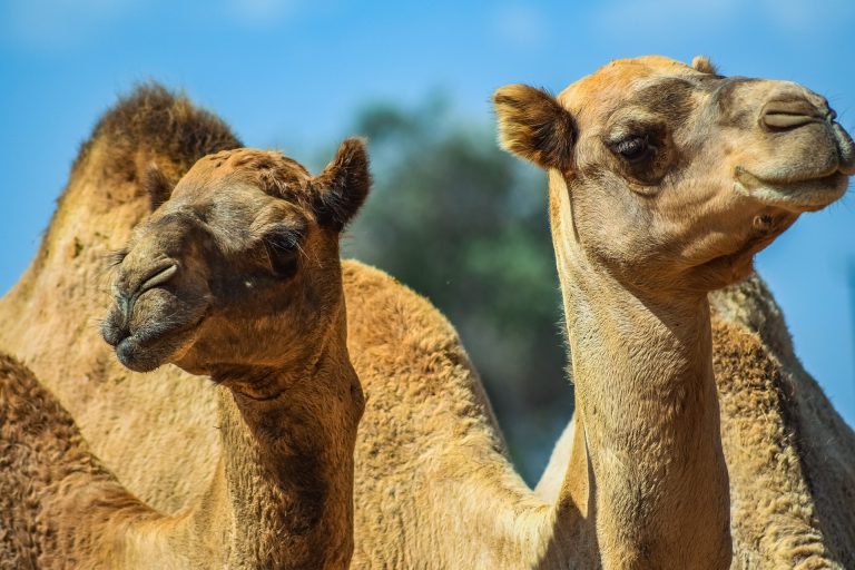 camels