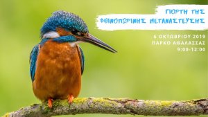 celebrate_autumn_bird_migration