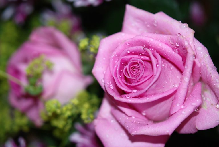 roses
