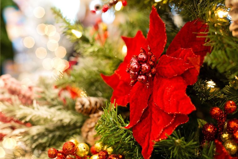 poinsettia