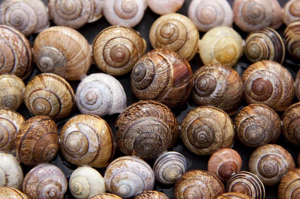 Snails A special treat loved by Cypriots! LoveCyprus We Love