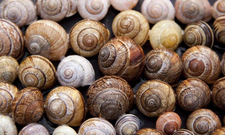 snails