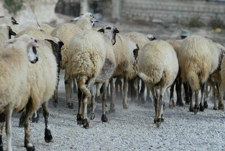 Ministry’s of Agriculture bill aims to help Cyprus’ farmers export kosher meat to Israel