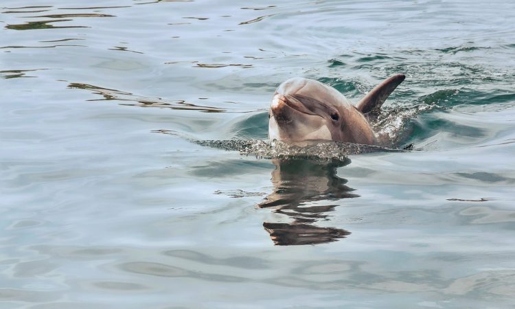 dolphins