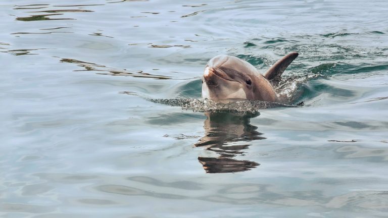 Video: Dolphins spotted off Larnaca